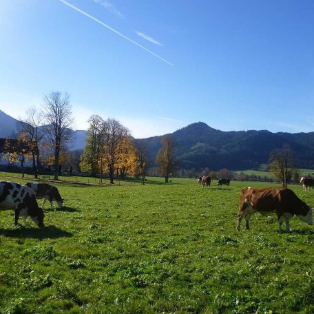 Natur für unsere Bio-Kühe!, © im-web.de/ Touristinformation Fischbachau