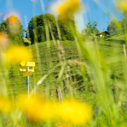 Leitzachtaler Sommer