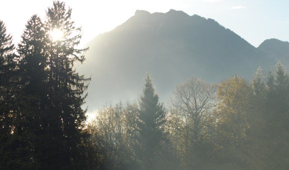 die-seele-des-waldes die-seele-des-waldes