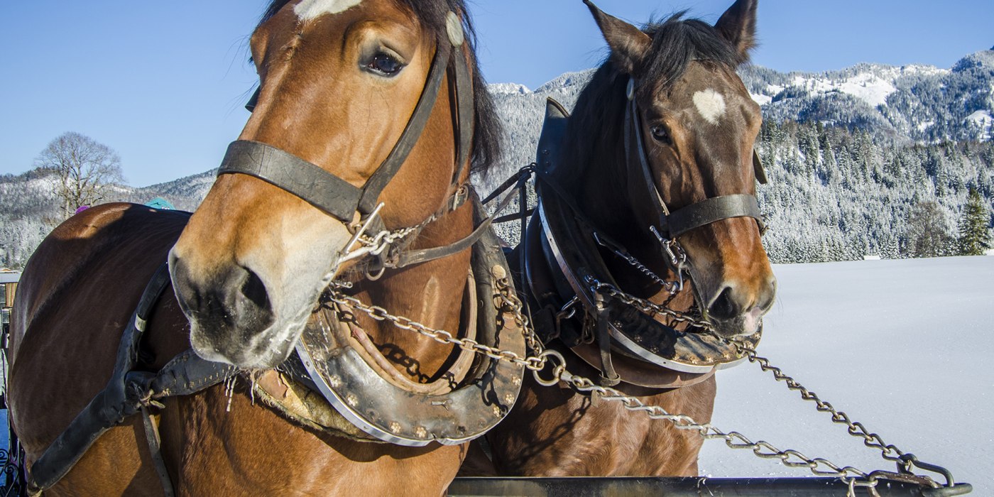 Pferdeschlittenfahrten, &copy; Florian Liebenstein