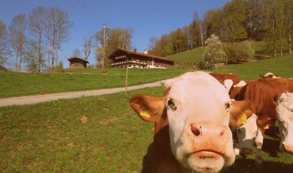 Kühe genießen vor dem Ferienhaus  die Sonne, © im-web.de/ Touristinformation Fischbachau