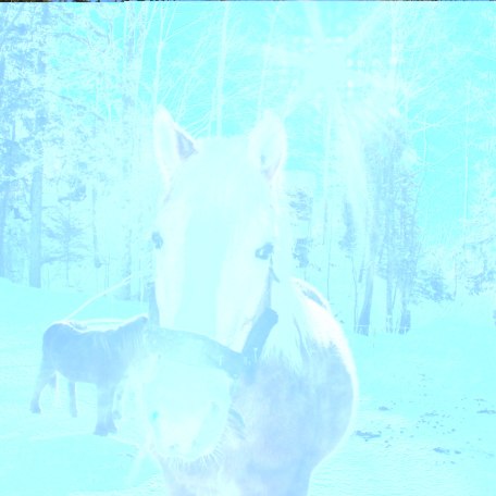 Haflinger im Winter, &copy; im-web.de/ Touristinformation Fischbachau