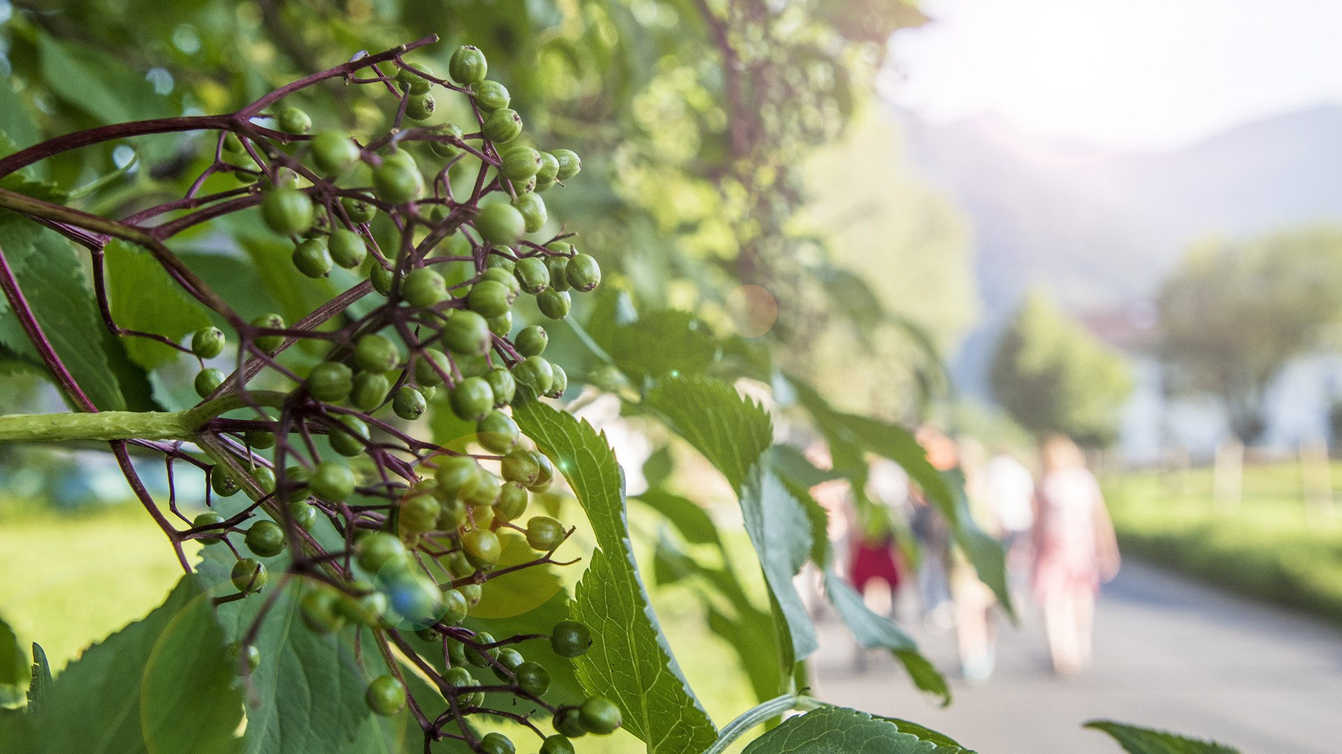 Holunder Holler Fischbachau, &copy; Florian Liebenstein