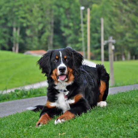 Unser Hund, © im-web.de/ Touristinformation Fischbachau