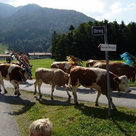 Almabtrieb im September, &copy; im-web.de/ Touristinformation Fischbachau