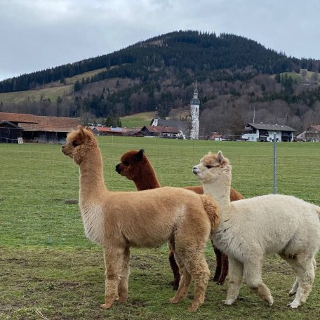 Ausblick - auf Wunsch Begegnung mit Alpakas möglich, © im-web.de/ Touristinformation Fischbachau