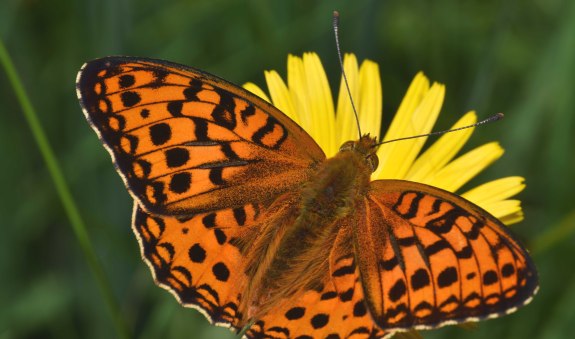 Feuriger Perlmuttfalter - Steinwiese 15-06-2018 - FB DSC_0226