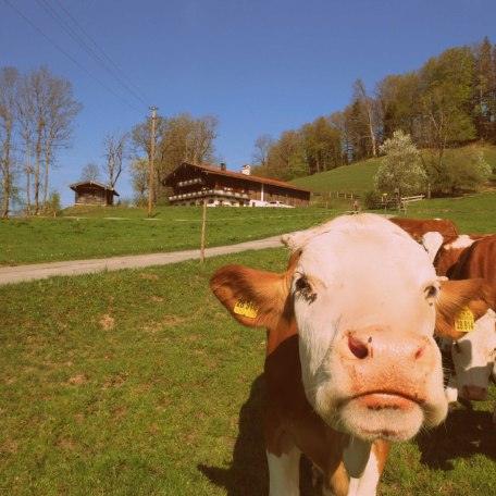 Kühe genießen vor dem Ferienhaus  die Sonne, © im-web.de/ Touristinformation Fischbachau