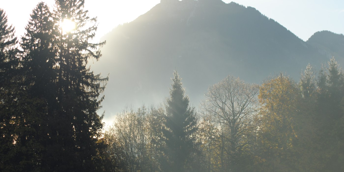 die-seele-des-waldes die-seele-des-waldes